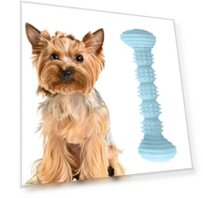 Teething Toys Chewing Gnawing Dog Toothbrush — Toothbrushes