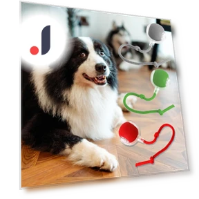 Interactive Lettuce Rolling Ball Toy — Interactive Animal Companions, Chicago Rose