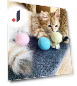 Interactive Ball Smart Cat Toys — Cat Playthings, Yiran Furniture