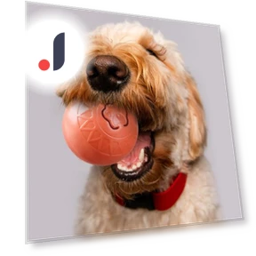 Interactive Cat Toy Ball — Cat Playthings, Zenithe