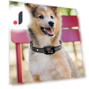 Smart Anti-Bark Collar for Dogs — Anti-Bark Training Devices, Colorful summer