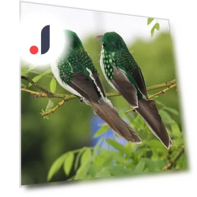 Feather Bird Simulation Garden Decoration — Garden Stakes, Cozy Cottage-Relax