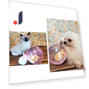 Smart Rolling Ball for Cats — Cat Playthings, Be Free