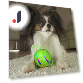 Interactive Dog Toy Ball — Balls, Pet park