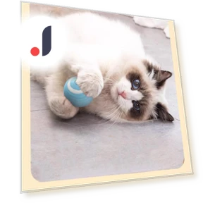 USB Rechargeable Smart Interactive Cat Toy — Interactive Animal Companions, GYROBALL