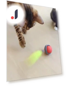 Interactive Cat Ball — Cat Playthings, Corners of the City MALL
