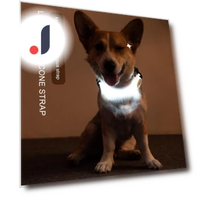 LED Dog Collar — Collars, Smart Pet Supplies