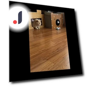 Smart Toy for Cats with Remote Control — Interactive Animal Companions, Corners of the City MALL