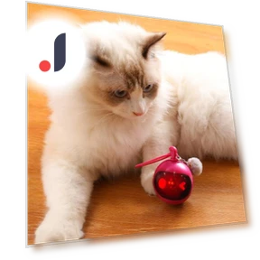 Automatic Moving Ball — Cat Playthings, Pet park