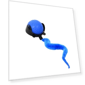 Automatic Training Ball for Pets — Automatic Launchers, SHshuaizhen