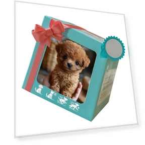 Interactive Plush Robotic Dog Toy — Interactive, Scorpio