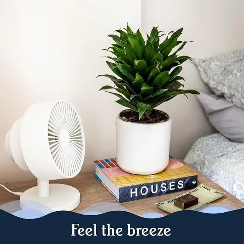Smart Fan – Ultra-Quiet 2-in-1 Air Circulator with Remote — Smart Fan, Windmill