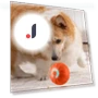 Interactive Pet Toy — Balls, Super Dream Home