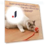 Automatic Rolling Ball Pet Toy with Artificial Tail — Cat Playthings, Explorer Outdoors