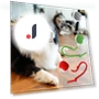 Interactive Pet Toy Ball — Cat Playthings, kaixindianpu