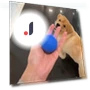 Smart Rolling Ball Toy for Pets — Interactive Animal Companions, Vinde Home