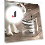 Smart Water Dispenser for Pets — Feeding Supplies, YC Direct