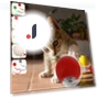Interactive Cat Toy Ball — Cat Playthings, AE Selection