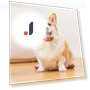 Portable Smart GPS Dog Collar — Trackers, Love DIY