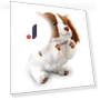 High Five Upside Down Showtime Moving Plush Toy Dog Robot — Interactive, AGATSUMA