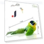 Feather Toy for Cats — Cat Playthings, HQ Pretty