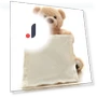 Shy Bear Musical Hide and Seek Toy — Interactive, qijuestate