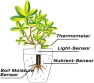 Thumbnail 4 in 1 Plant Monitor — Soil Moisture Sensor, Sinbeda