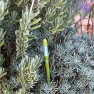 Thumbnail Aquameter Plant Moisture Sensor (Set of 2) — Soil Moisture Sensor, Sustee