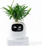 Thumbnail Ivy Interactive AI Desk Companion — Robot Pet, PLANTSIO