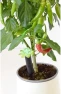 Thumbnail Tall Plant Alarm — Soil Moisture Sensor, Wicked Waterer