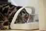 Thumbnail Microchip Pet Feeder — Automatic Pet Feeder, SureFlap