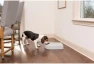 Thumbnail Automatic Dog Feeder — Automatic Pet Feeder, PetSafe