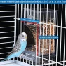 Thumbnail No Mess Bird Cage Feeder with Perch — Smart Bird Feeder, Hamiledyi