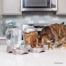 Thumbnail Pet Cafe Feeder for Dogs and Cats — Automatic Pet Feeder, Petmate