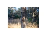 Thumbnail Matrix 2.0 Cellular Camera — Digital Cameras & Camcorders, Muddy Outdoors