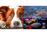 Thumbnail 43-inch Class 4K UHD HDR LED Smart Xumo TV — Smart TV, ELEMENT
