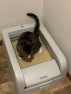 Clumping Self-Cleaning Litter Box with Health Counter — Self-Cleaning Litter Box, PetSafe