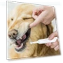 Electric Toothbrush for Pets — Electric Toothbrush Heads