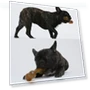 Dog Molar Stick Cleaning Bite Toy — Toys