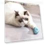 Interactive Ball Smart Cat Toys Indoor Automatic Rolling Magic Ball — Balls, AE Selection