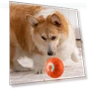 Interactive Pet Toy — Balls, Super Dream Home