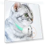 Smart teasing collars for cats — Cat Playthings, Dangerous