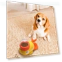 Automatic Pet Feeder — Automatic Feeders, dashiyes00w