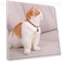Universal Waterproof Mini GPS Tracker Collar — Item Locators, Good Household Items