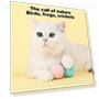 Interactive Plush Electric Ball with Catnip — Balls, Pansyf