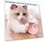 Interactive Smart Cat Toy Ball — Cat Playthings, YIDELLI