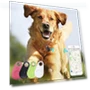 Mini GPS Tracker for Pets — Location Tracking Devices, Wrigleys
