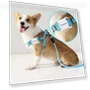 Waterproof GPS Pet Tracker — Trackers, Home Furnishing Department Mall