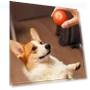 Automatic Moving Jumping Rolling Smart Ball Toy — Balls, Home Furnishing Department Mall