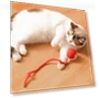 Interactive Cat Toy Ball — Cat Playthings, Shanylty